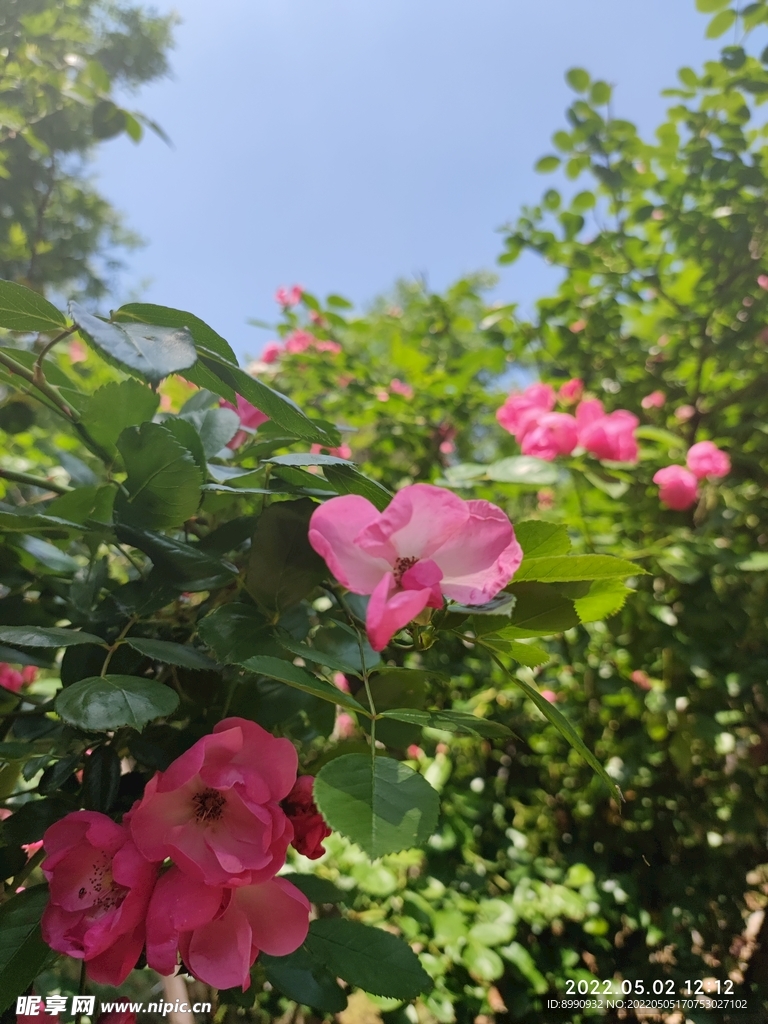 月季花