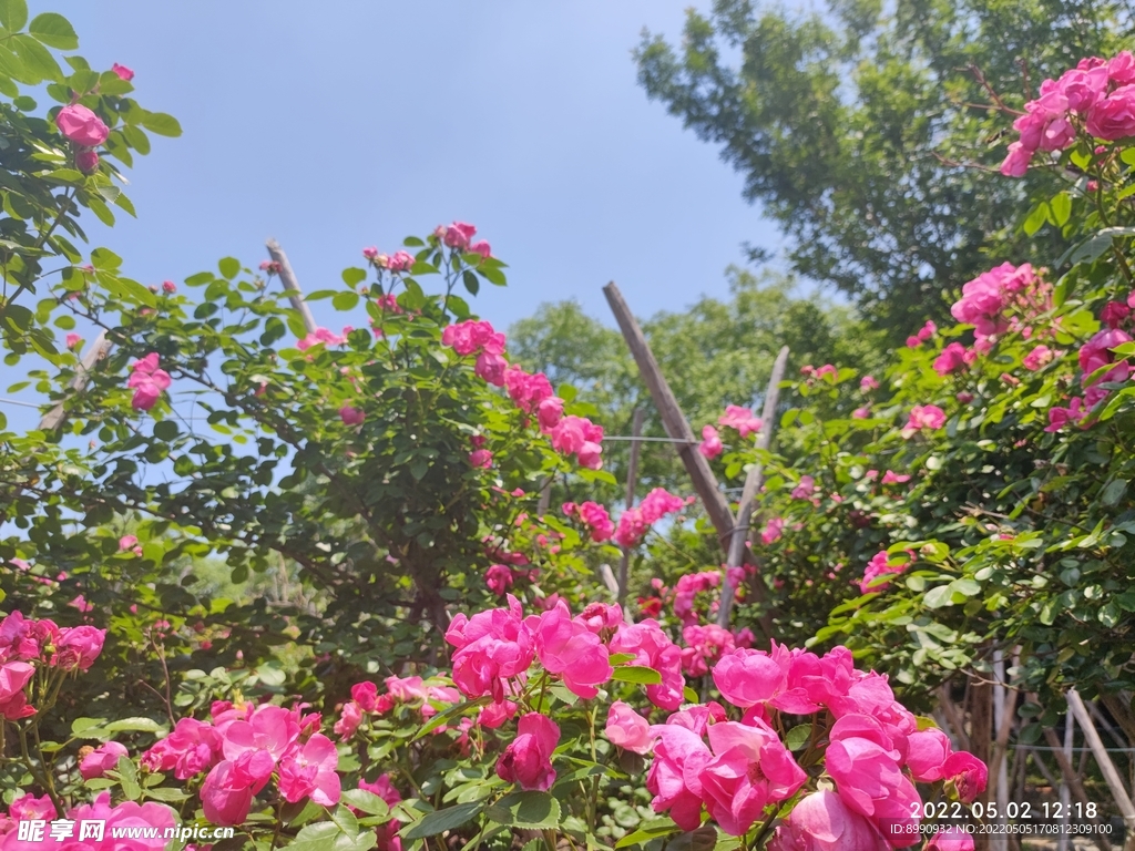 月季花