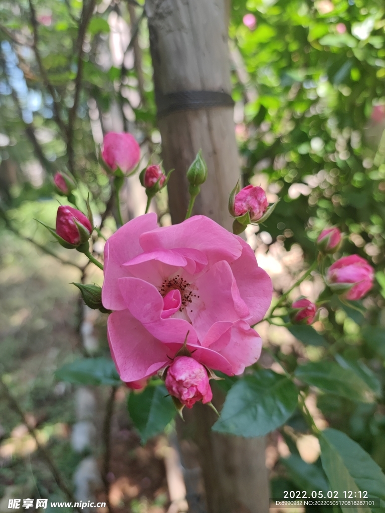 月季花