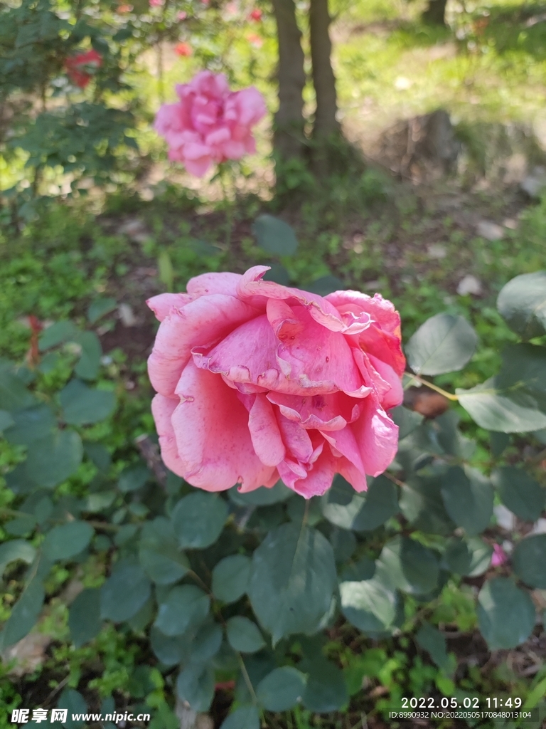 月季花