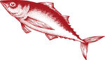马鲛鱼矢量 海鲜鱼 海洋生物
