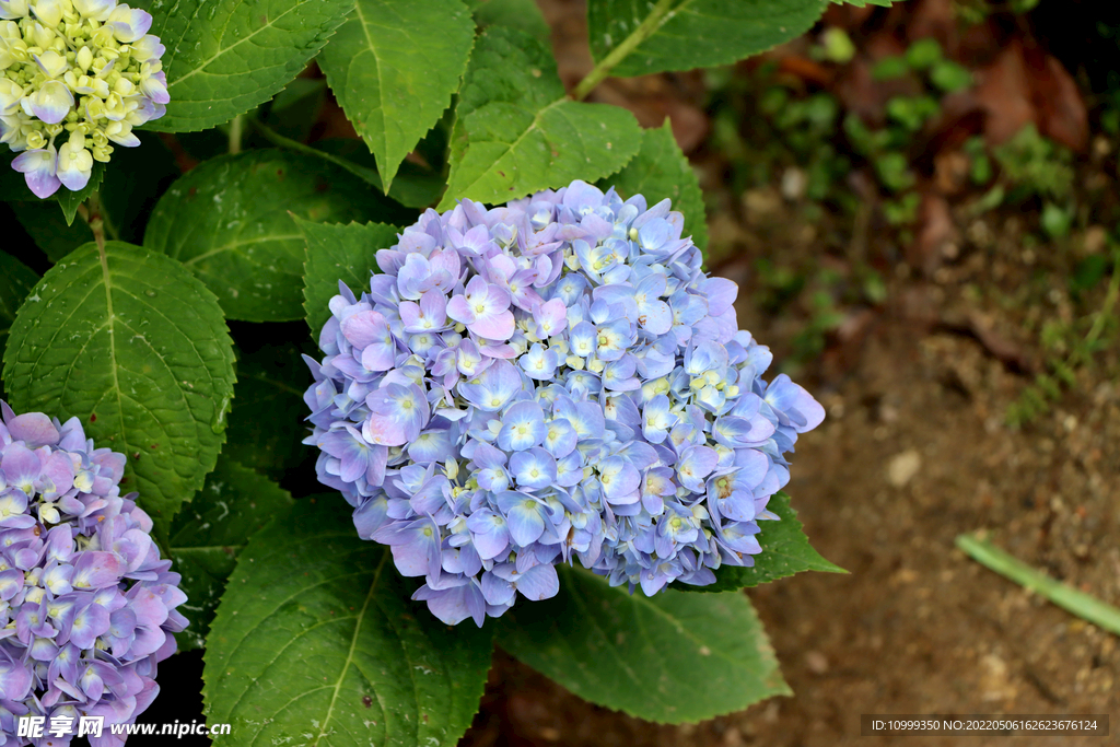  蓝绣球花