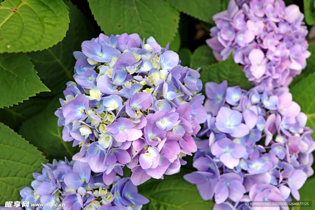 绣球花特写