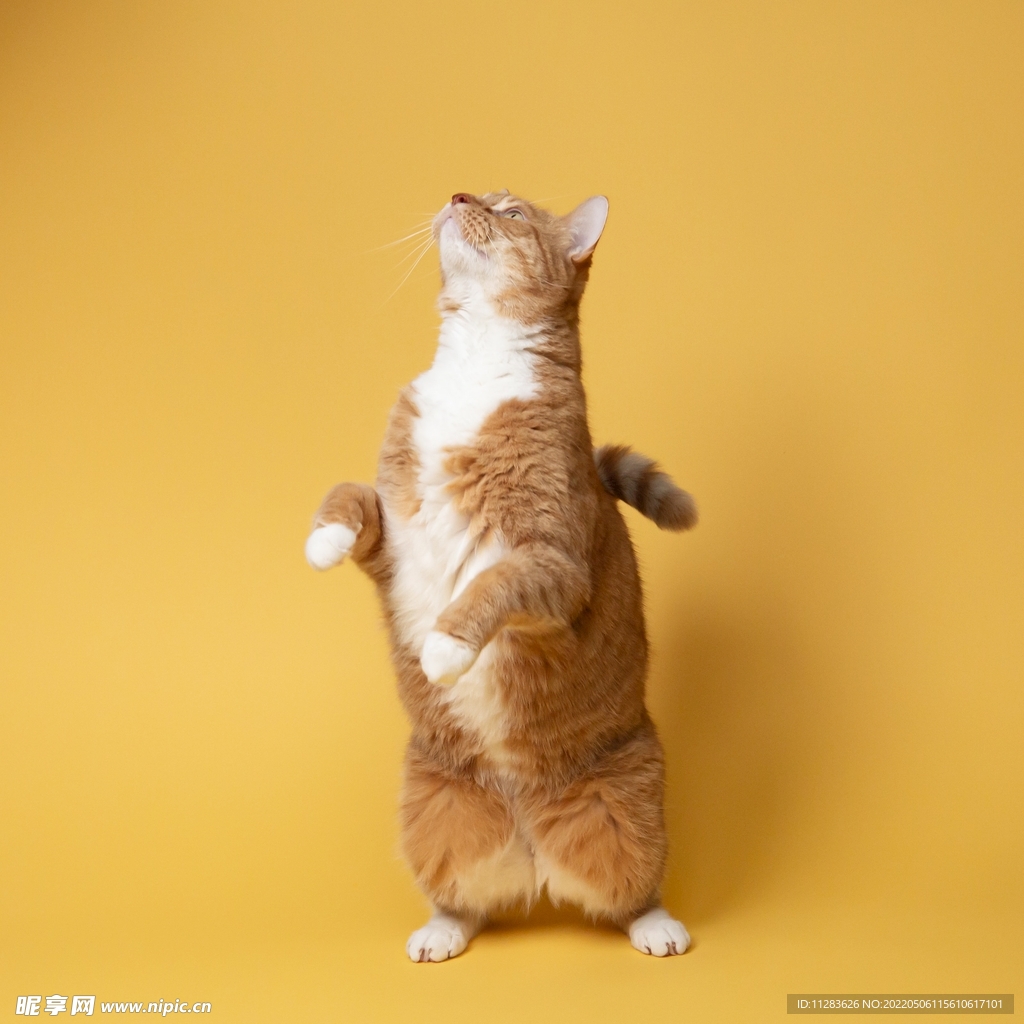 黄猫特写摄影