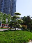 城市绿化景观