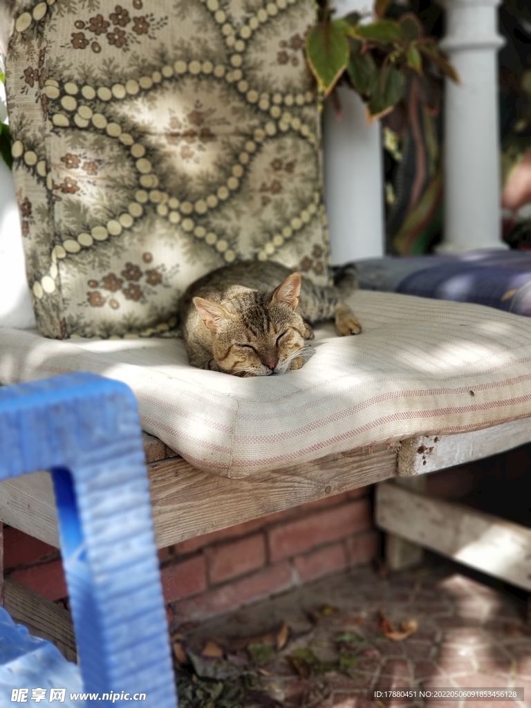 猫
