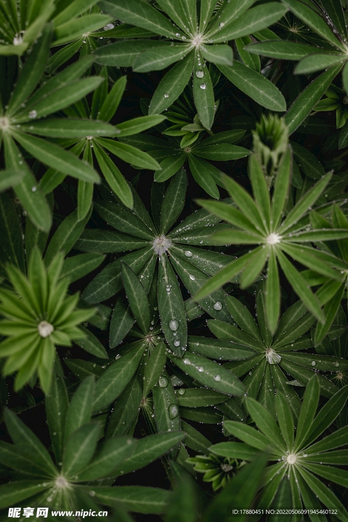 羽扇豆