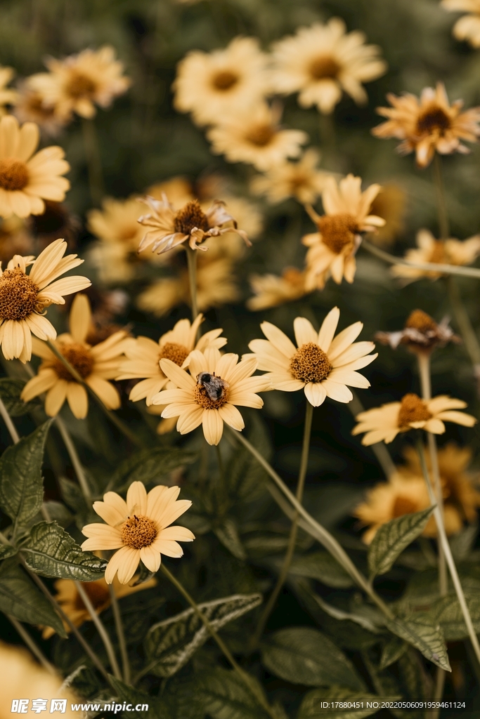 日光菊