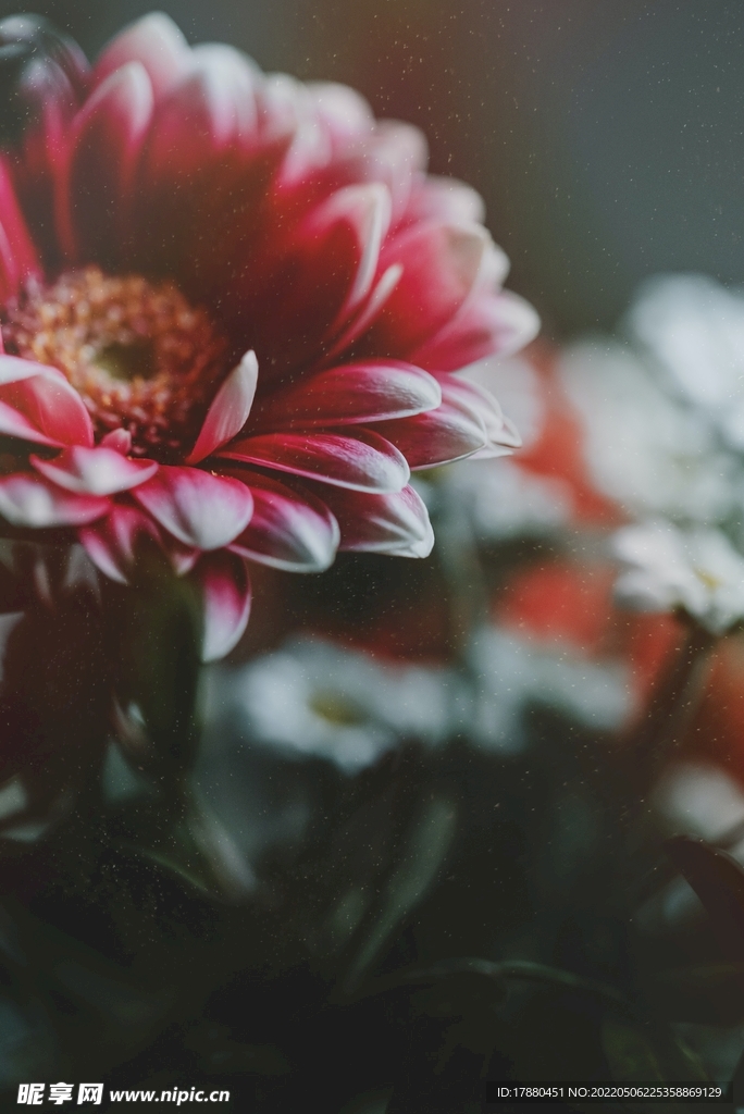 蜡菊