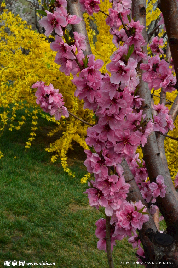 碧桃花 