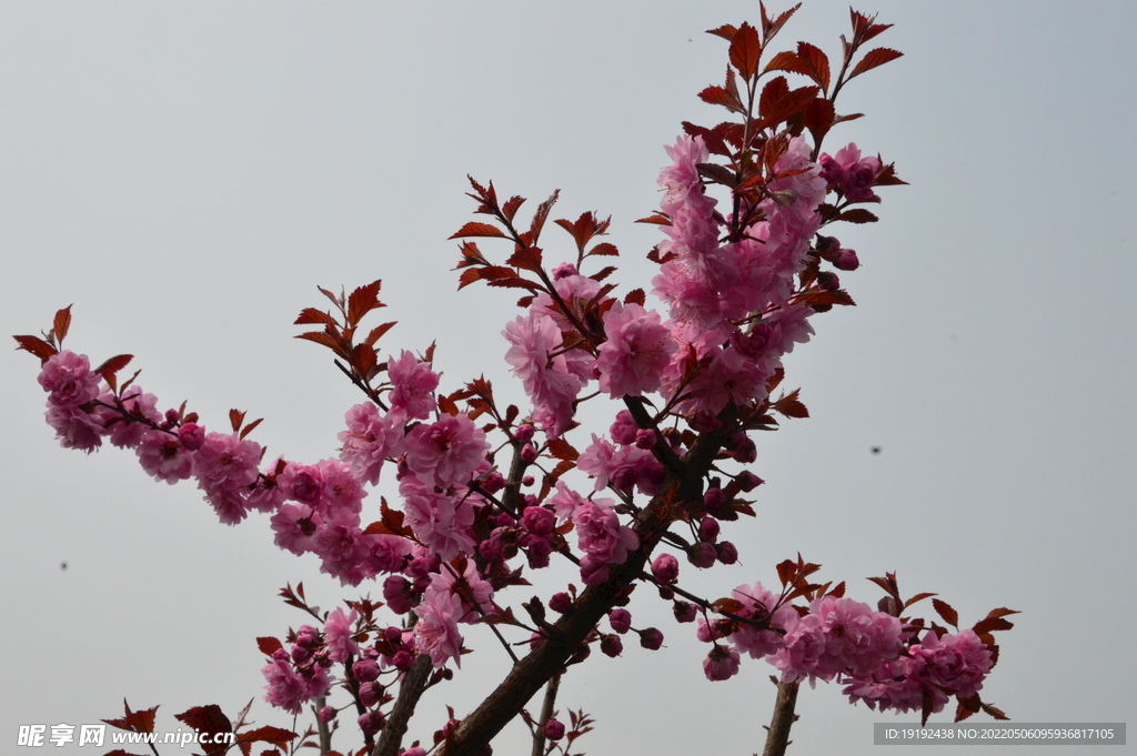 碧桃花