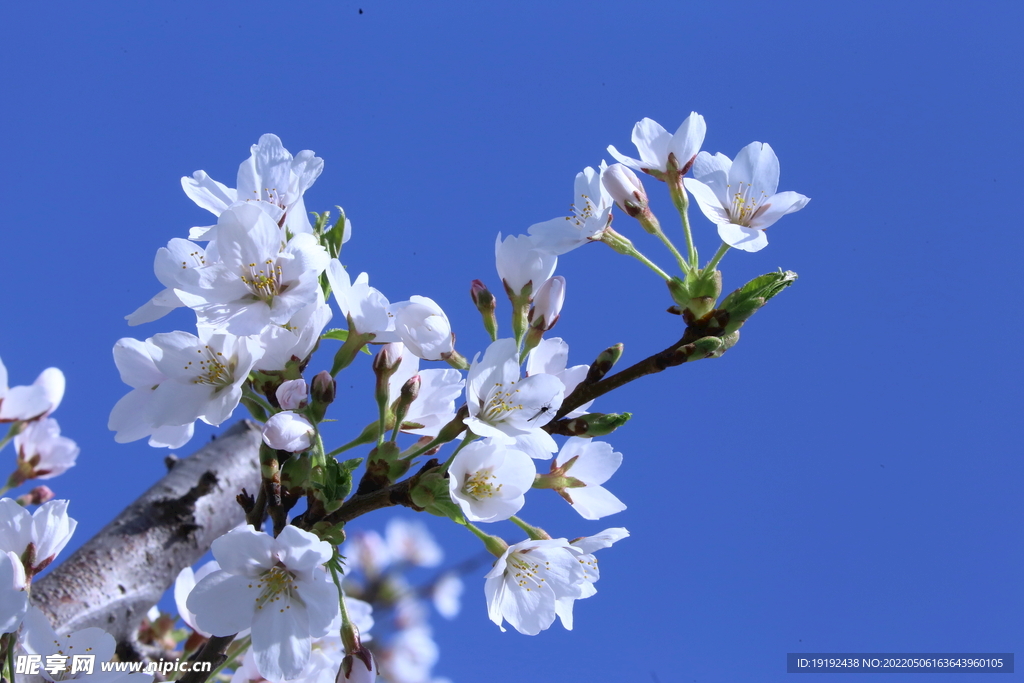 樱桃花 