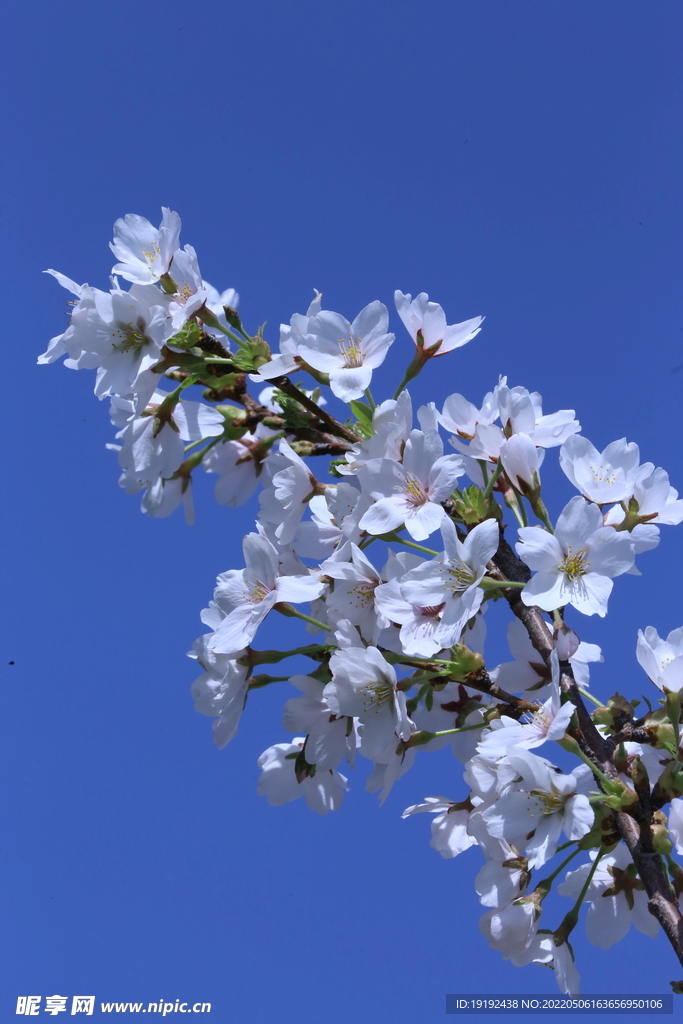 樱桃花 