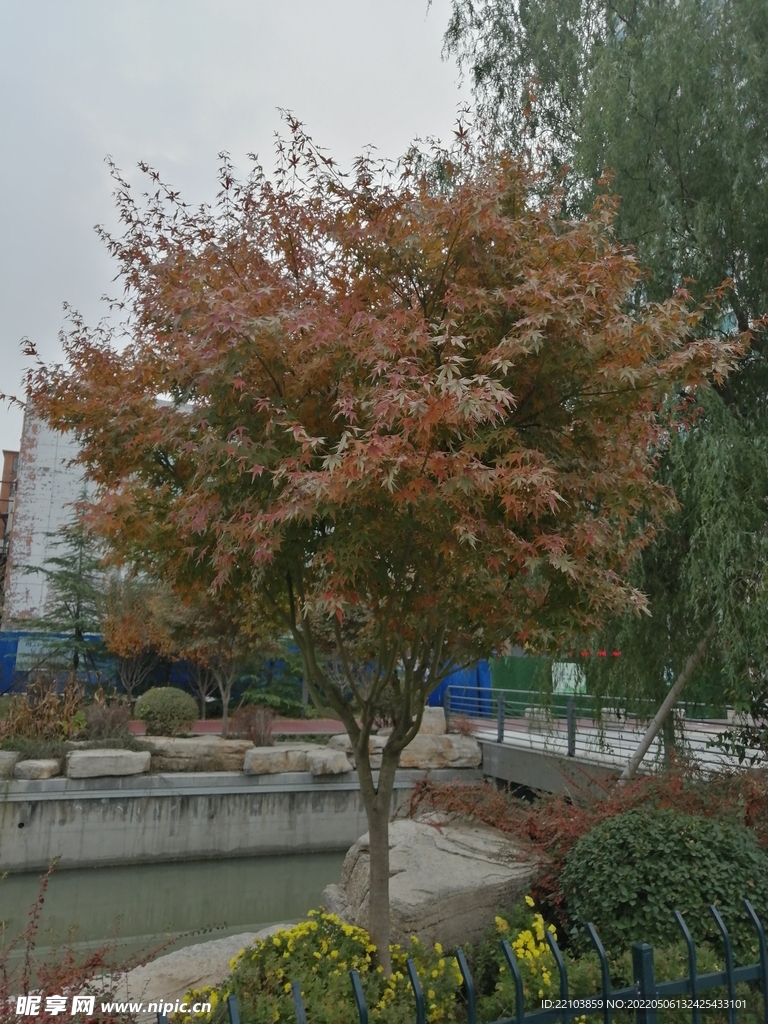 树