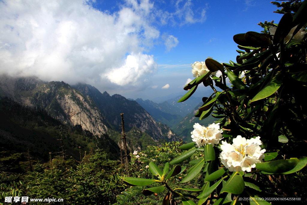 杜鹃花