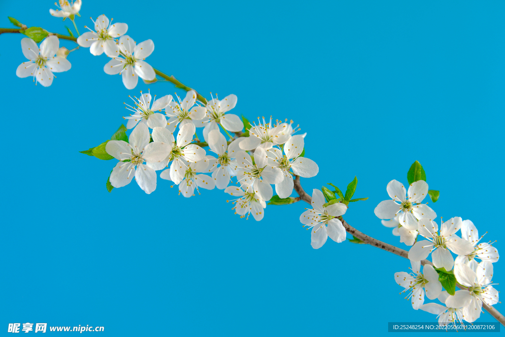 白色小花