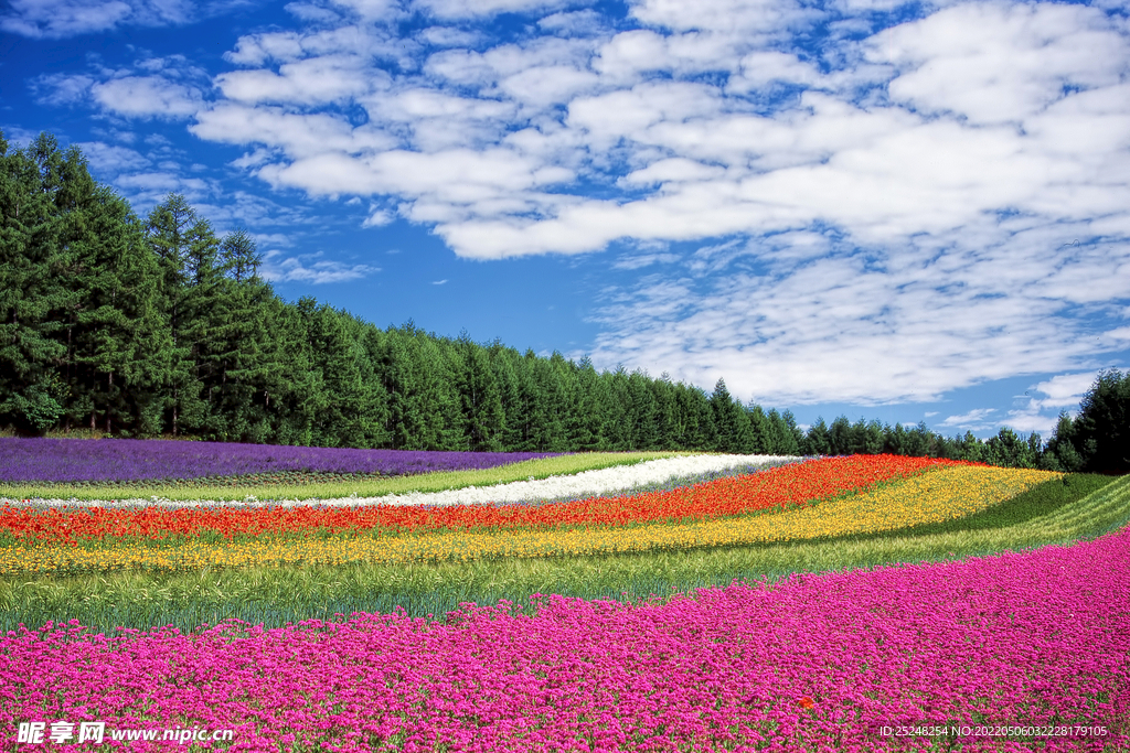 彩色花海