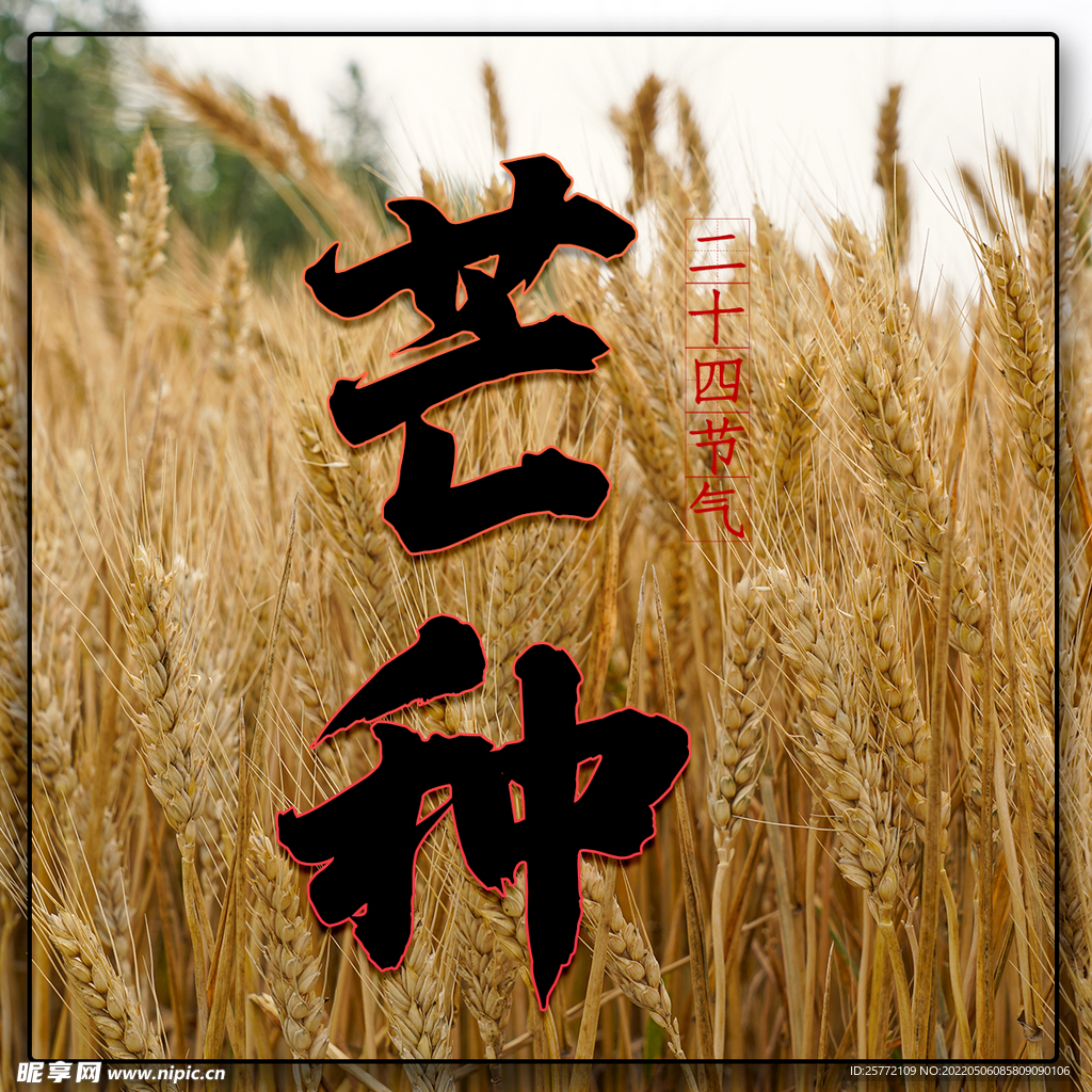 芒种