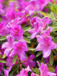 杜鹃花