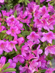 杜鹃花