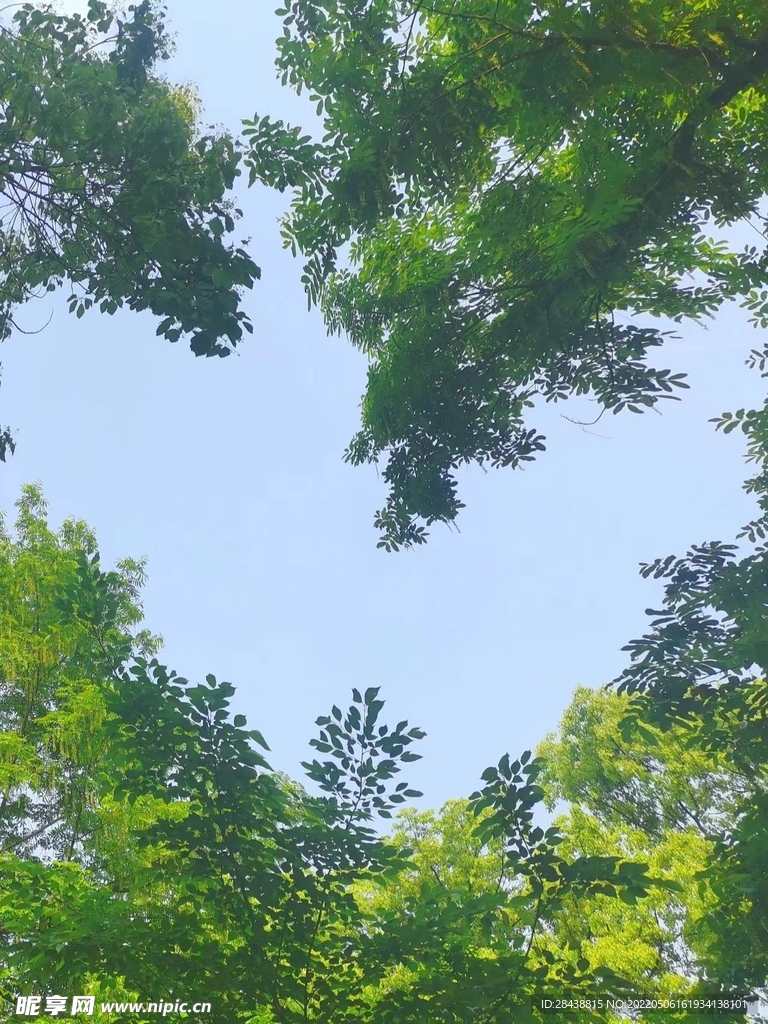 树林蓝天