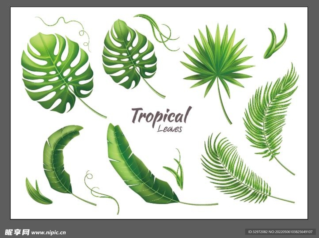 热带树叶矢量图