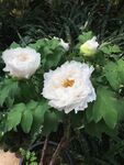 花卉摄影