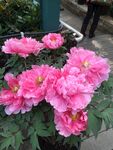 花卉摄影