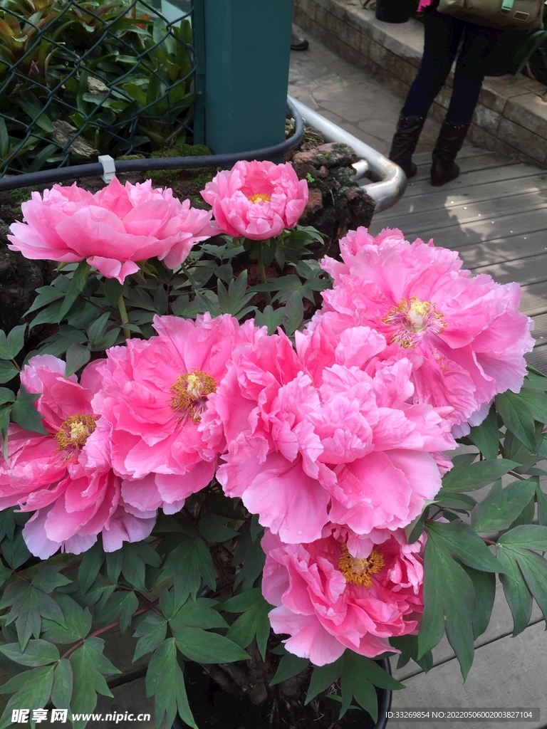 花卉摄影