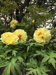 花卉摄影
