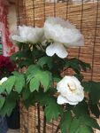 花卉摄影