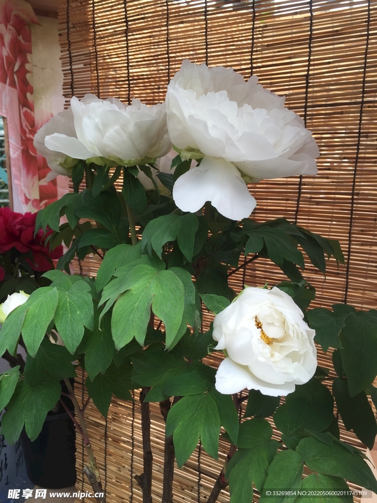 花卉摄影
