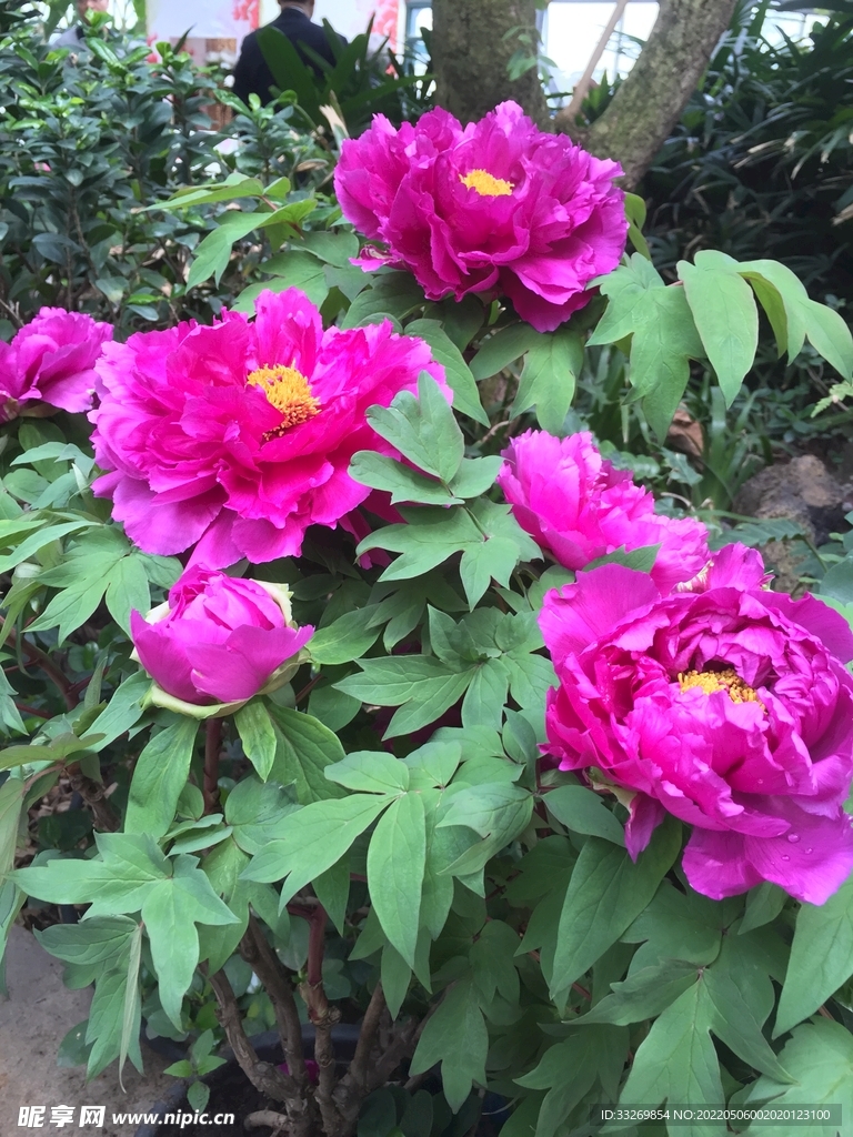 花卉摄影