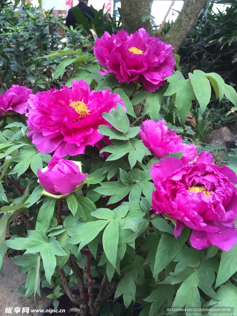 花卉摄影