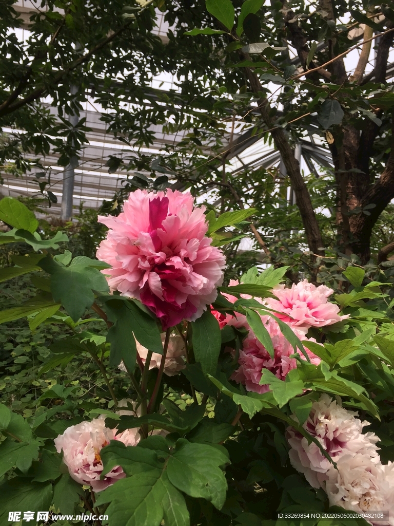 花卉摄影
