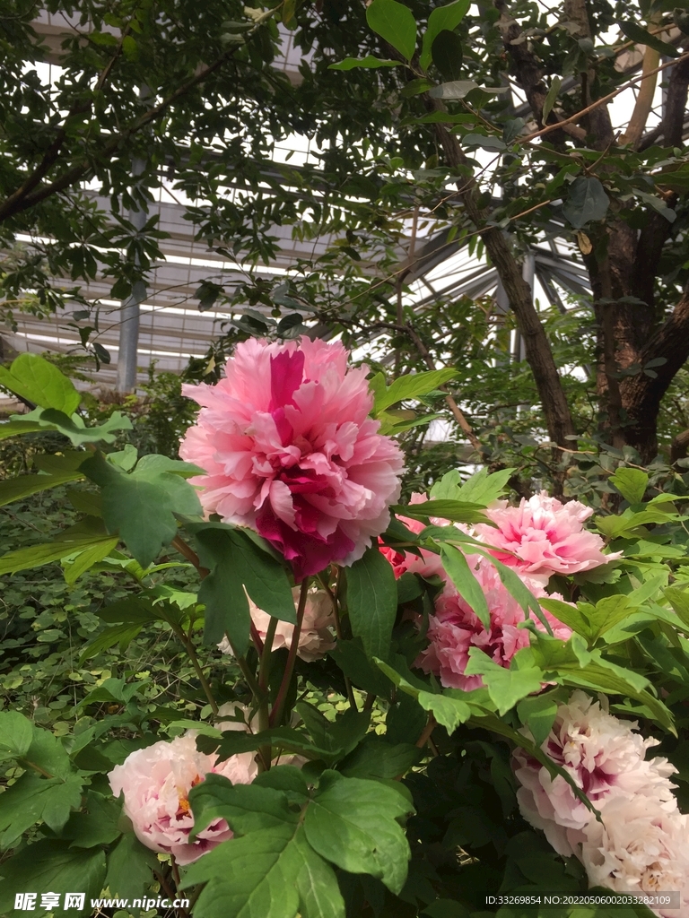 花卉摄影