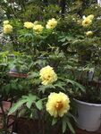 花卉摄影
