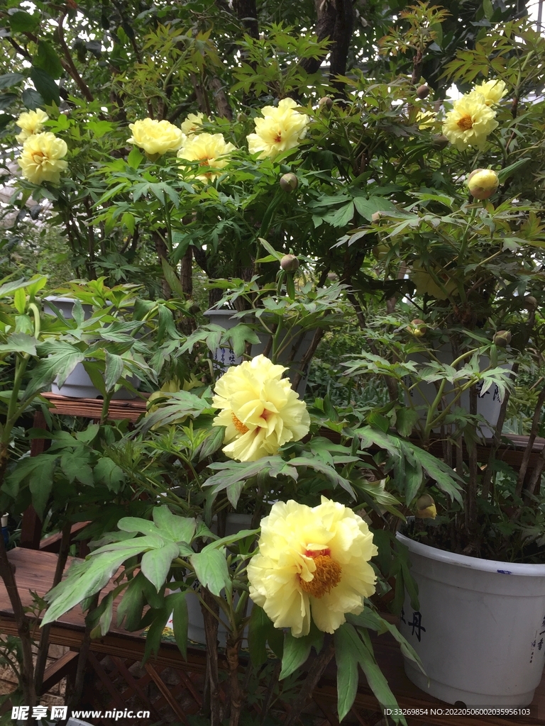 花卉摄影