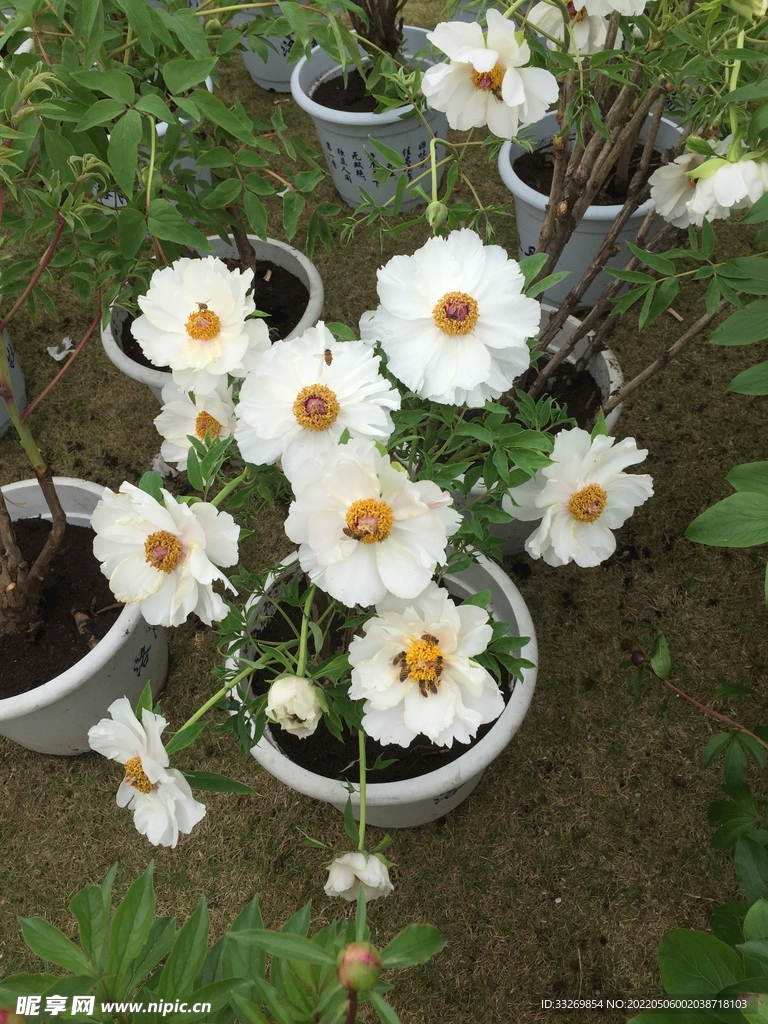 花卉摄影