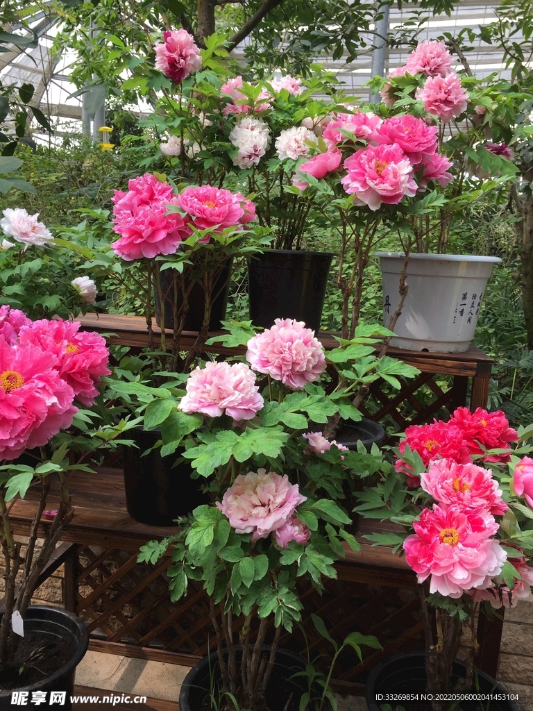 花卉摄影