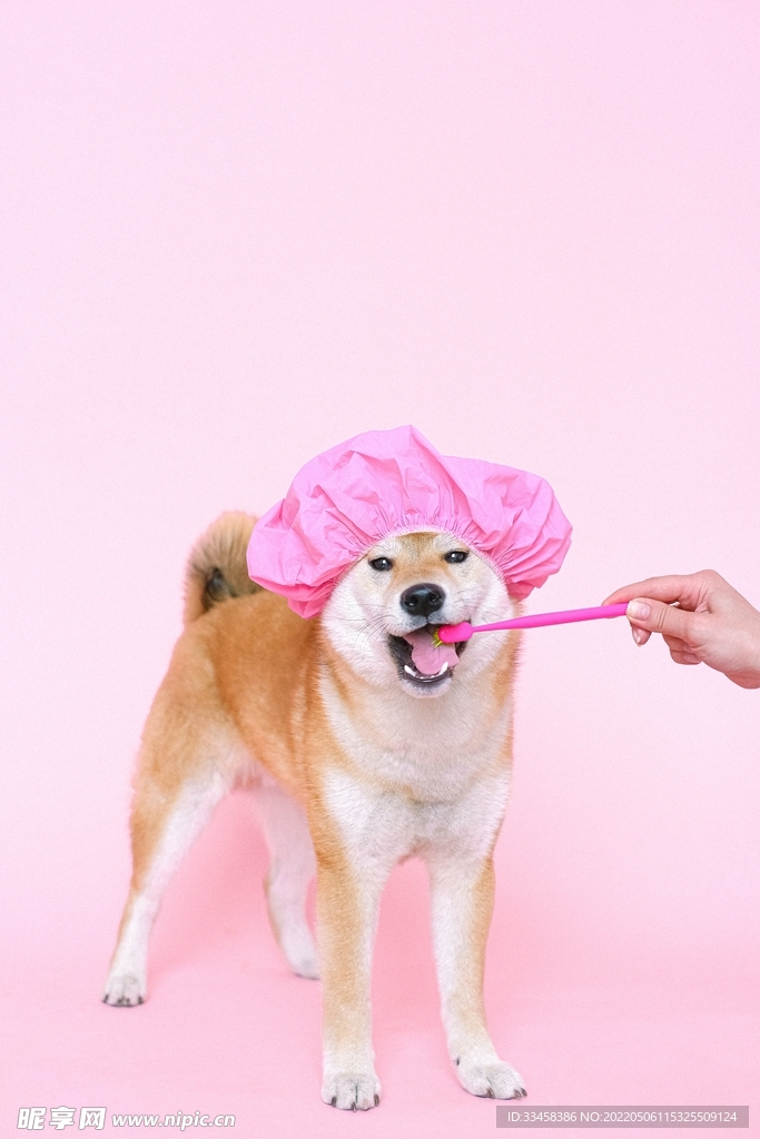 狗