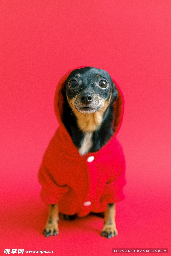 狗