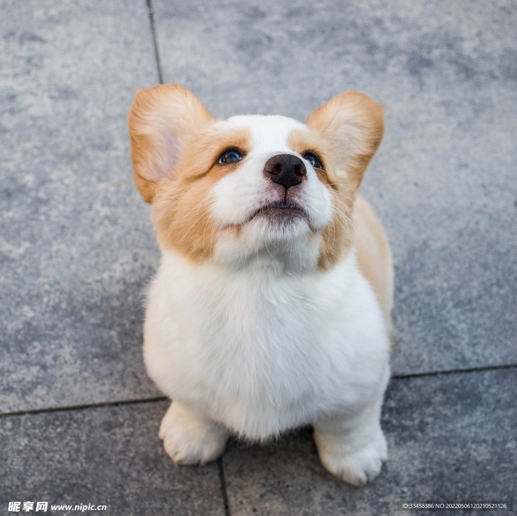 狗