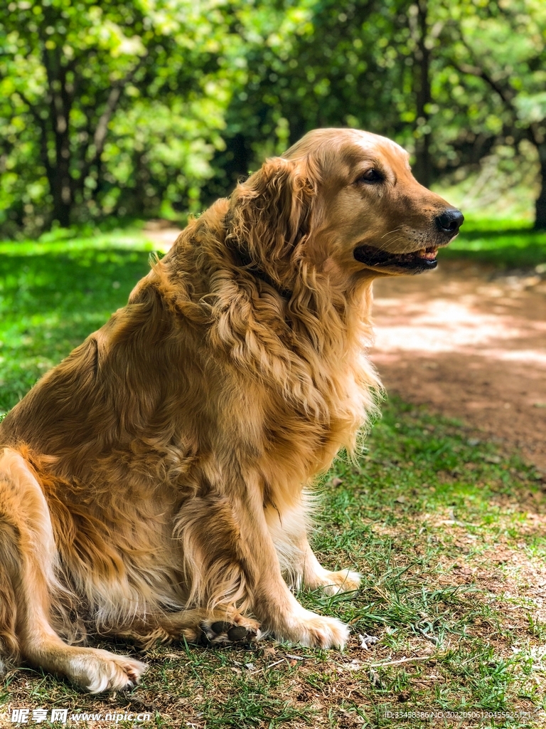 狗