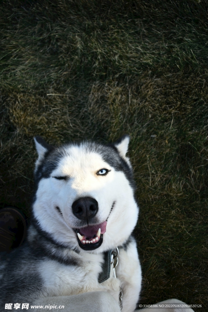 狗 