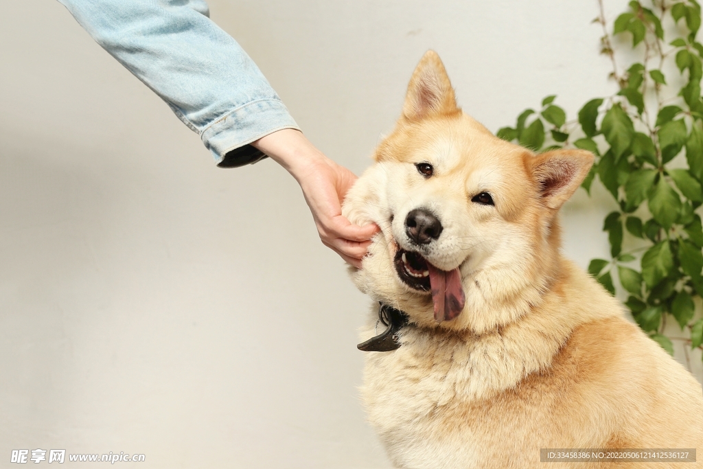 狗