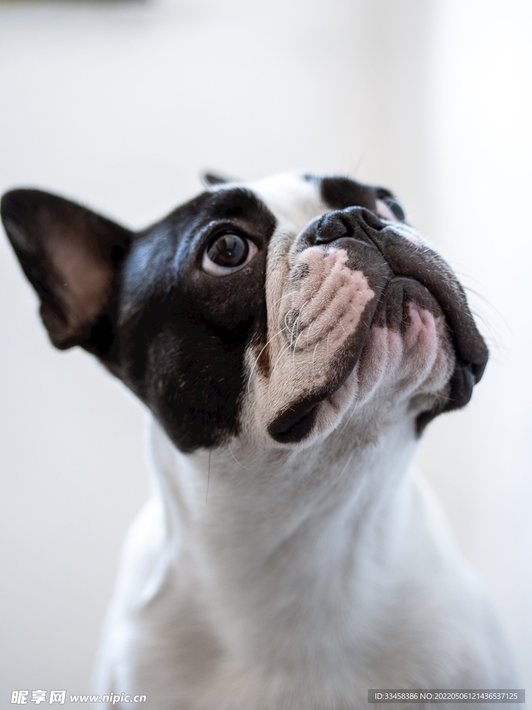 狗