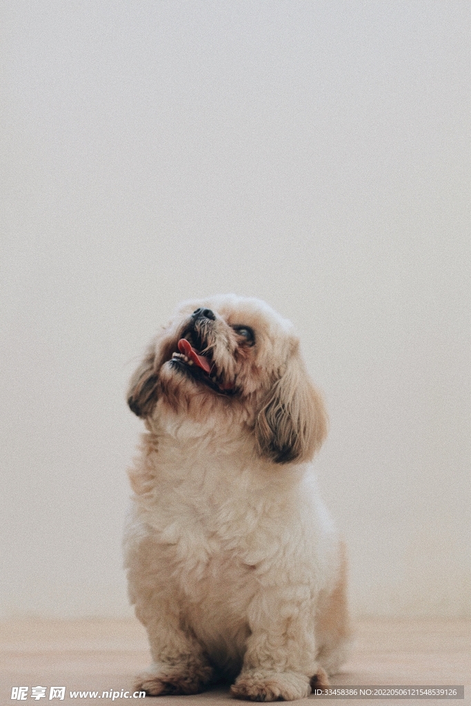 狗 