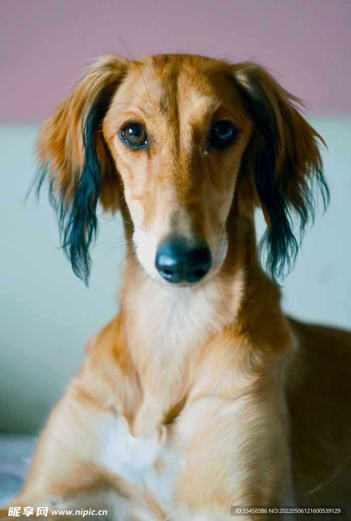 狗 