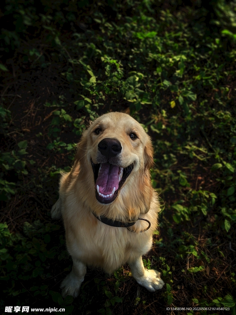 狗